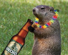 groundhog-drinking-beer